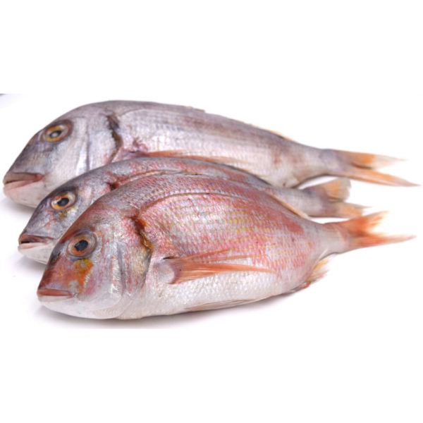 Red Snapper Clean