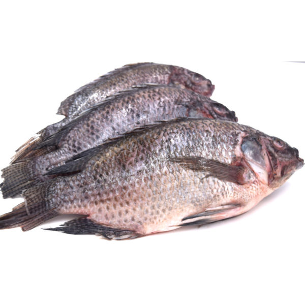 Tilapia