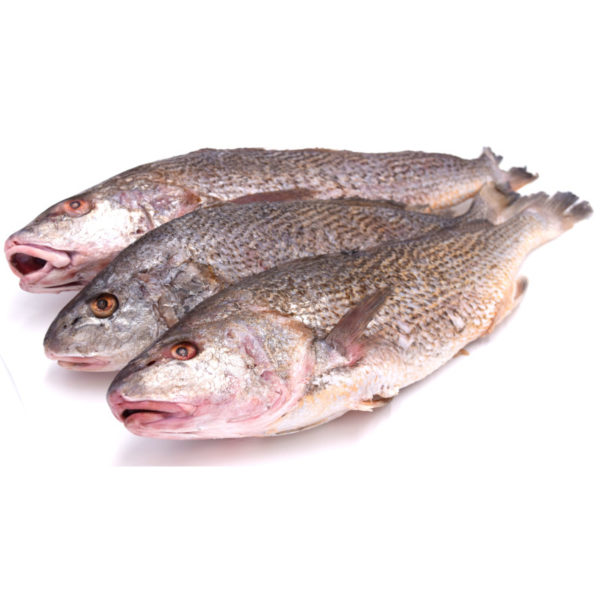 Yellow Croaker